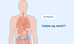 Schemat ludzkiego ciała z zaznaczonymi nerkami. Ból pleców po lewej stronie może być związany z nerkami.