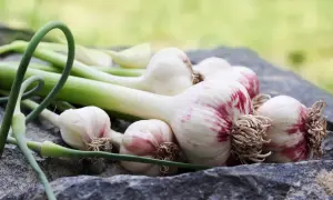 Świeży czosnek na przeziębienie, z zielonymi łodyżkami, leży na kamieniach.