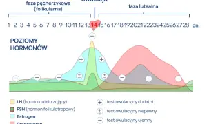 Wykres pokazuje poziomy hormonów w cyklu, z owulacją zaznaczoną ok. 14 dnia. Pokazuje, ile dni trwa owulacja i jak zmieniają się hormony.