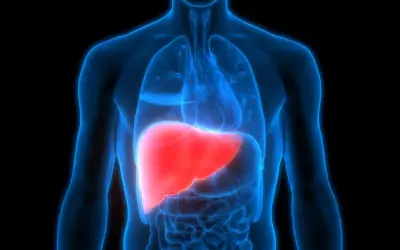 Naczyniak wątroby i jego potencjalne wsparcie przez ostropest plamisty. Anatomia ludzkiego ciała z uwydatnioną wątrobą.