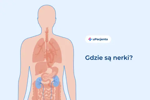Schemat ludzkiego ciała z zaznaczonymi nerkami. Ból pleców po lewej stronie może być związany z nerkami.