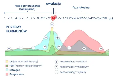Wykres pokazuje poziomy hormonów w cyklu, z owulacją zaznaczoną ok. 14 dnia. Pokazuje, ile dni trwa owulacja i jak zmieniają się hormony.