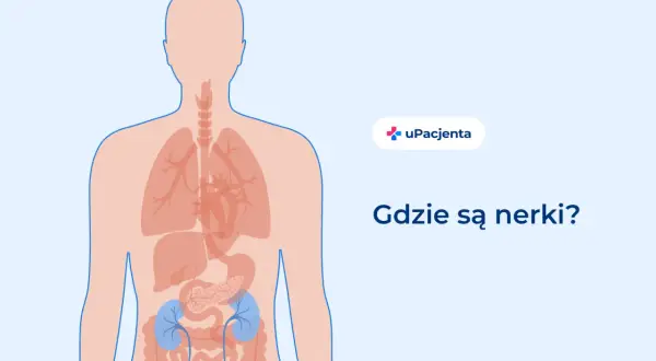 Schemat ludzkiego ciała z zaznaczonymi nerkami. Ból pleców po lewej stronie może być związany z nerkami.