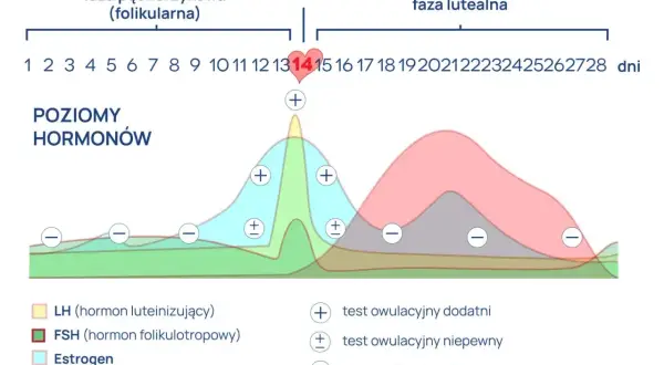 Wykres pokazuje poziomy hormonów w cyklu, z owulacją zaznaczoną ok. 14 dnia. Pokazuje, ile dni trwa owulacja i jak zmieniają się hormony.