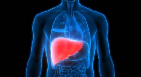 Naczyniak wątroby i jego potencjalne wsparcie przez ostropest plamisty. Anatomia ludzkiego ciała z uwydatnioną wątrobą.