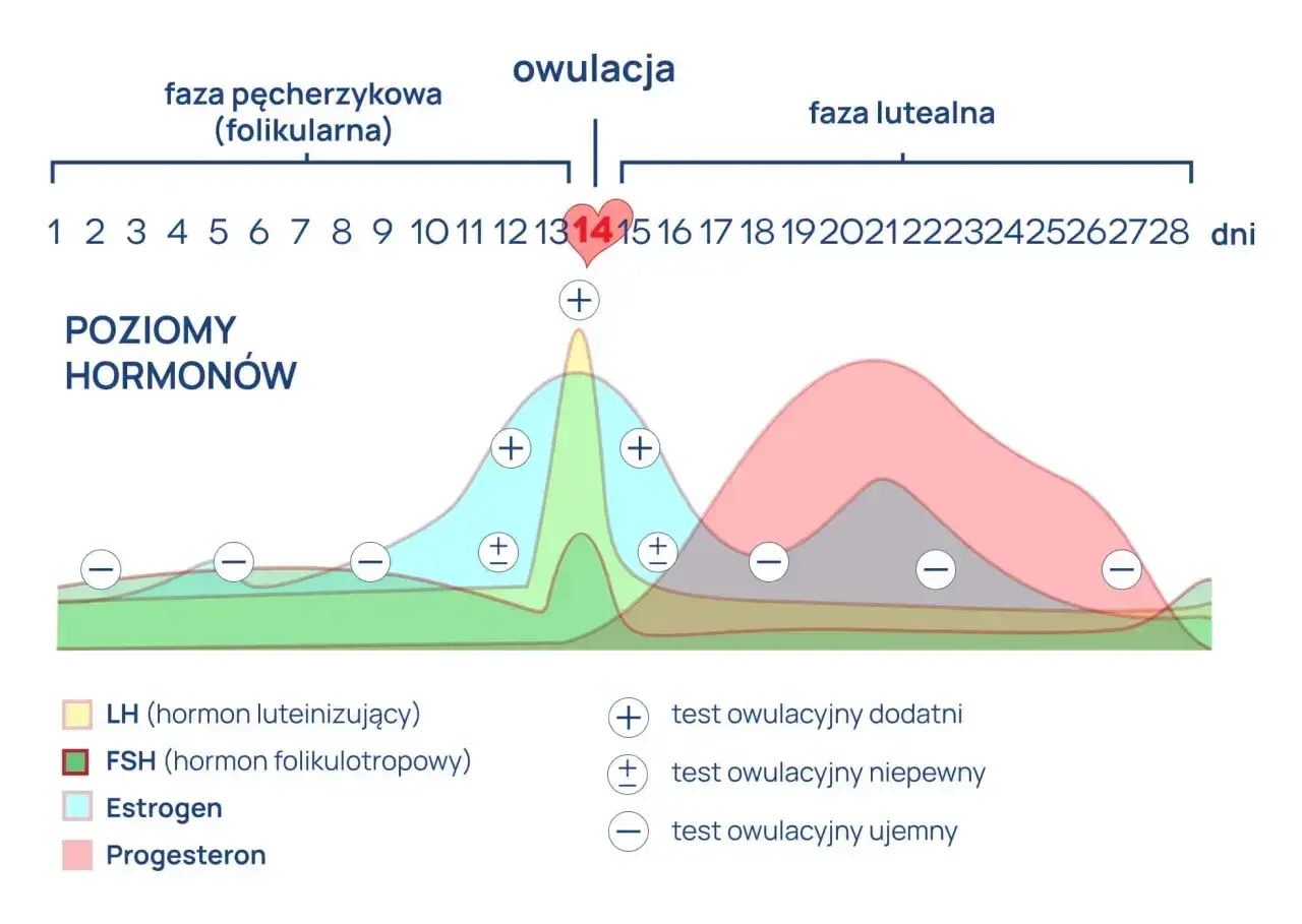 Wykres pokazuje poziomy hormonów w cyklu, z owulacją zaznaczoną ok. 14 dnia. Pokazuje, ile dni trwa owulacja i jak zmieniają się hormony.