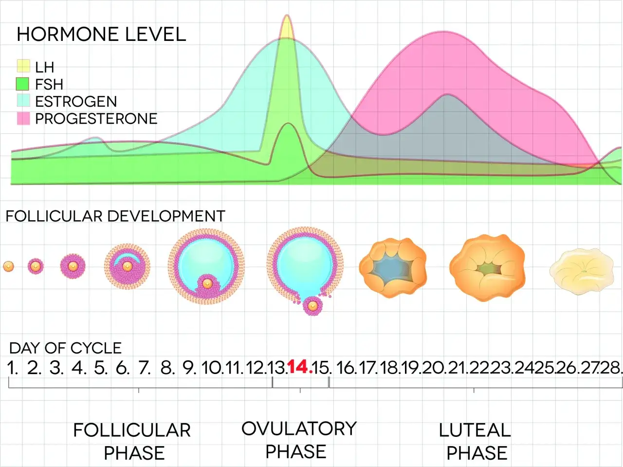 Wykres cyklu menstruacyjnego: poziom estrogenu, progesteronu, LH i FSH. Obrazek pokazuje rozw&oacute;j pęcherzyka jajnikowego i zmiany hormonalne. Estrogen co to? Kluczowy hormon w cyklu.