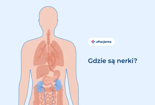 Schemat ludzkiego ciała z zaznaczonymi nerkami. Ból pleców po lewej stronie może być związany z nerkami.