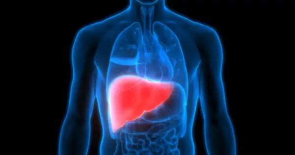 Naczyniak wątroby i jego potencjalne wsparcie przez ostropest plamisty. Anatomia ludzkiego ciała z uwydatnioną wątrobą.
